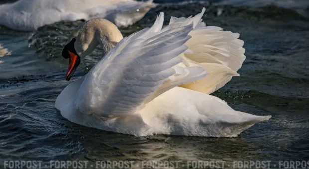Новости Севастополя - В Севастополе зимуют лебеди