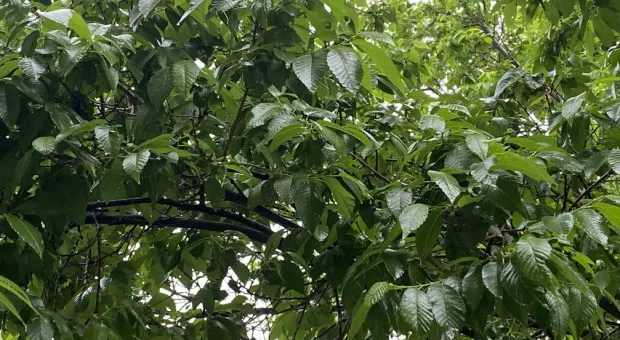 Новости Севастополя - 