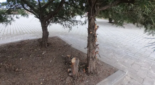 Новости Севастополя - ФСБ выяснит, как в Севастополе отдали под застройку реликтовый лес в Ласпи 