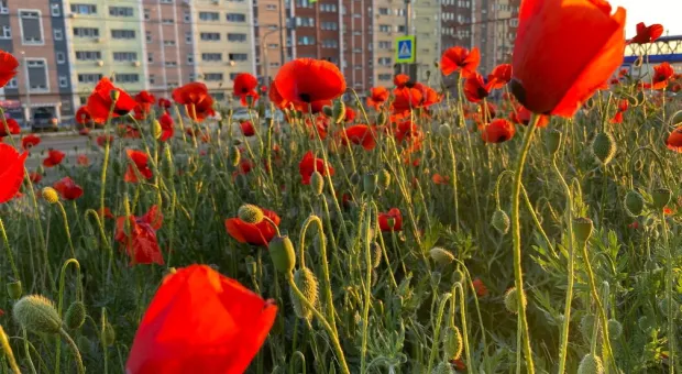 Новости Севастополя - Команда Овсянникова уходит в отпуск