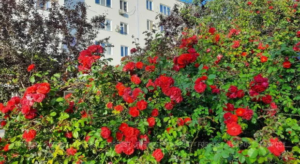 Новости Севастополя - Человек из Москвы проверил, как в Севастополе сдают ЕГЭ