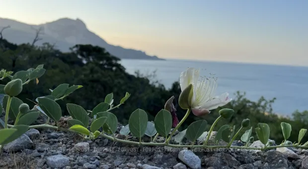 Новости Севастополя - ForPost-Реактор. Выборы-2019 в Севастополе: а что, есть выбор? 