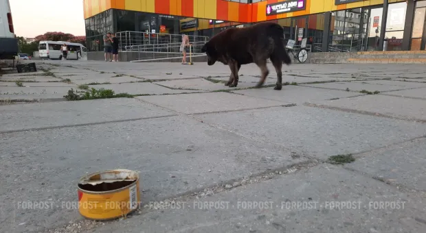 Новости Севастополя - В Севастополе нашли религиозных экстремистов 