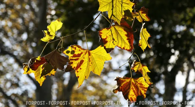 Новости Севастополя - 