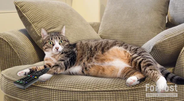 Новости Севастополя - «Мы столкнулись с очень жёсткой реальностью. Эти пять лет нас многому научили», - большое интервью сенатора от Севастополя