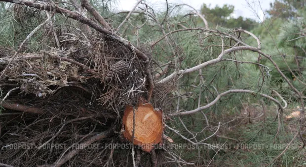 Новости Севастополя - «Орлиновское охотничье хозяйство» лишили права хозяйничать в Байдарской долине