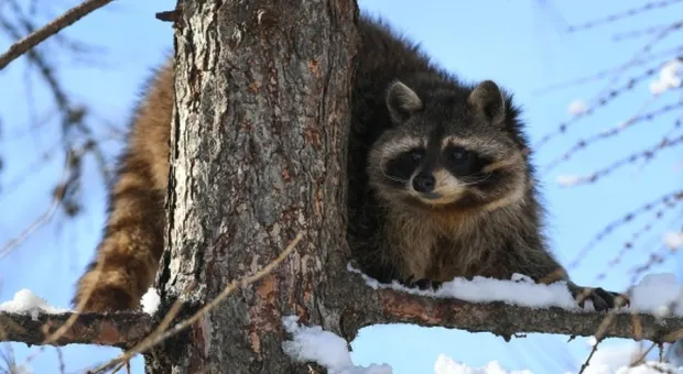 Новости Севастополя - 