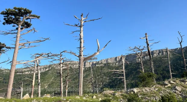 Новости Крыма - 