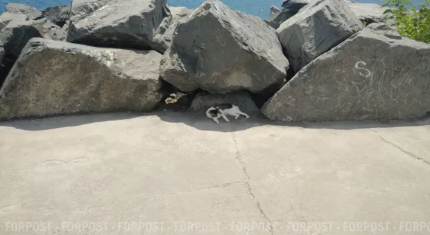 Новости Севастополя - Севастополю нужно пережить несколько дней до прохлады