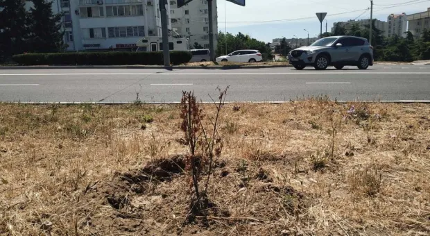 Новости Севастополя - Купаться на пляжах Севастополя можно – Роспотребнадзор