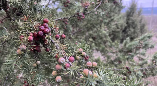 Новости Севастополя - На Северной стороне Севастополя не будет «туалетной» плитки