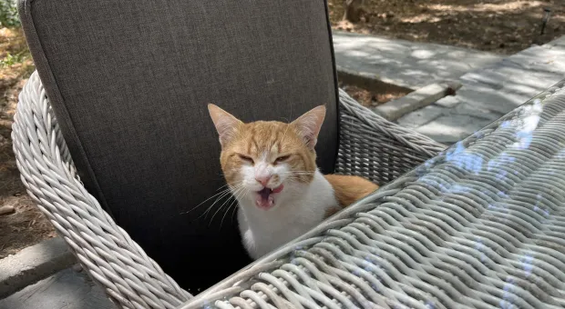 Новости Севастополя - 