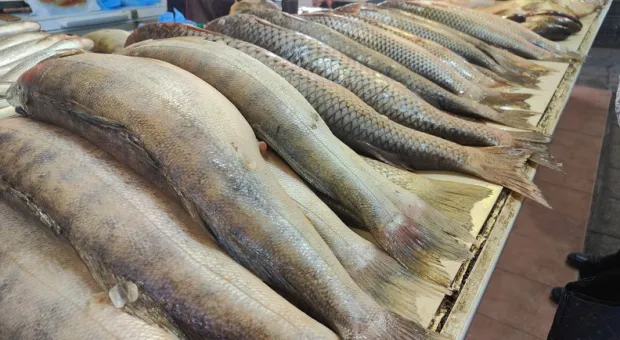 Новости Севастополя - Мошенники массово заставляют жертв самим звонить им