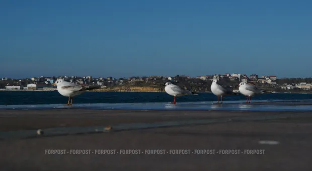 Новости Севастополя - В Севастополе в прямом эфире снесут незаконную высотку