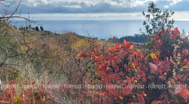 Новости Крыма - 