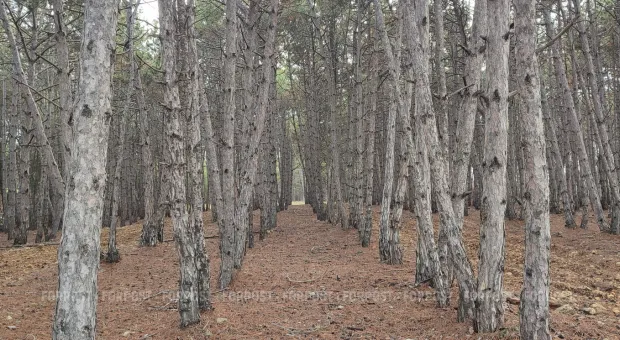 Новости Севастополя - Севастополь возвращает себе леса в Байдарской долине