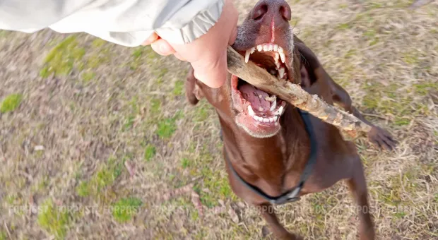 Мировые новости - При получении взятки в два миллиона задержали главу одного из курортных районов Крыма 