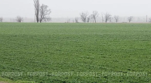 Новости Крыма - Полиция пресекла более 900 драк украинцев в центральном парке Варшавы