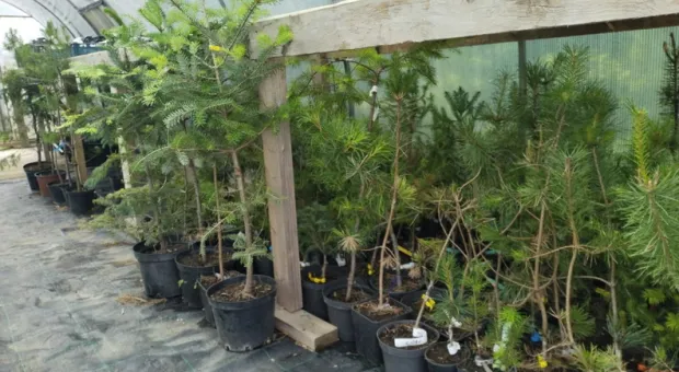 Новости Севастополя - Торговля папиросами поштучно за 10 копеек стоит дорого