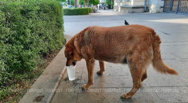 Новости Севастополя - Осторожно! Фильм на русском!