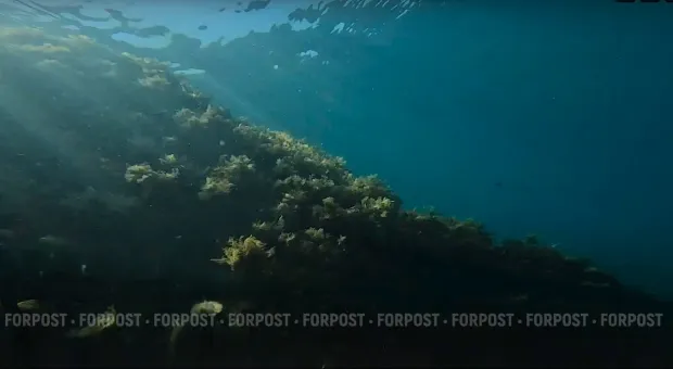 Новости Севастополя - 