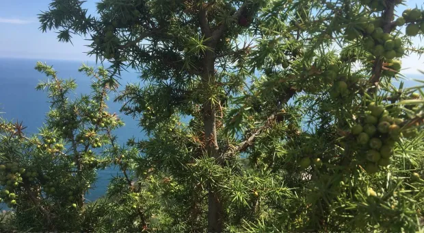 Новости Севастополя - Что страшнее: коронавирус в Китае или ВИЧ в Севастополе? 