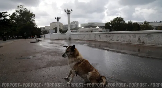 Новости Севастополя - Суд подтвердил безосновательность заявленного бюджетного возмещения НДС