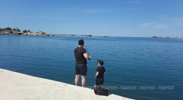 Новости Севастополя - Севастополь остался без крыс