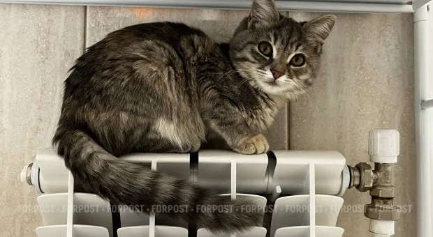 Новости Севастополя - В Севастополе раскрыли «тайну коробки на Матросском» 