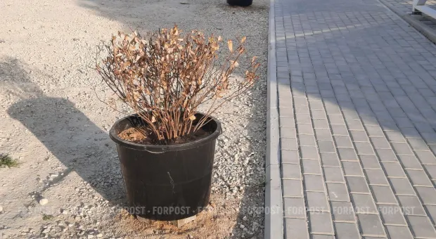 Новости Севастополя - В Севастополе начнут платить за второго ребенка