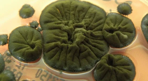 Мировые новости - 