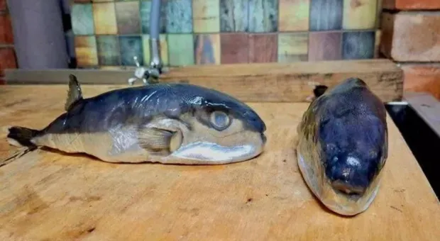 Новости России - 