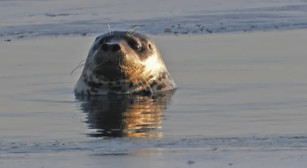 Новости России - Крымчан удивили «теннисные мячики» на голых ветвях деревьев