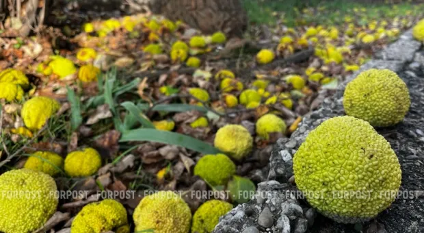 Новости Крыма - 