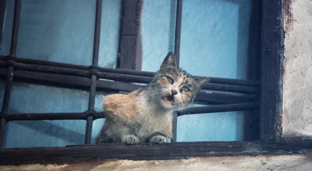 Мировые новости - Следующий пошёл: Роскомнадзор заблокировал ещё один популярный зарубежный сервис