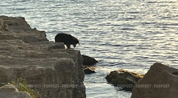 Новости Севастополя - 