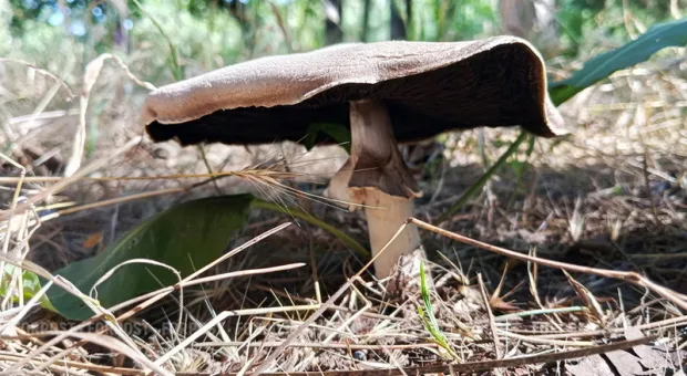 Новости Крыма - 