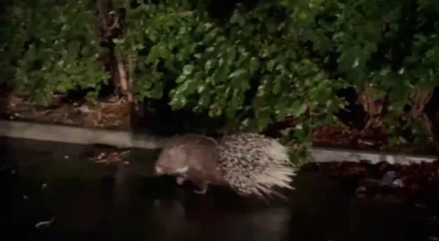 Новости Севастополя - "Соловьи мои": севастопольцы просят отделить героев от рынков 