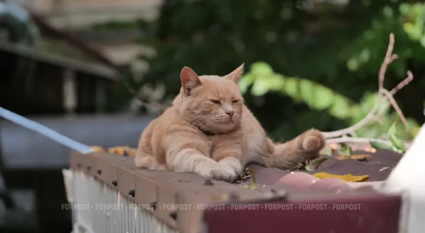 Новости Севастополя - В Севастополе вынесен приговор экс-директору лагеря «Ласпи»