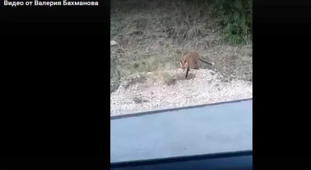 Новости Севастополя - 