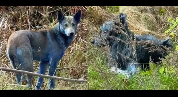 Мировые новости - 