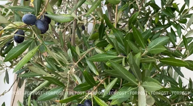 Новости Крыма - 