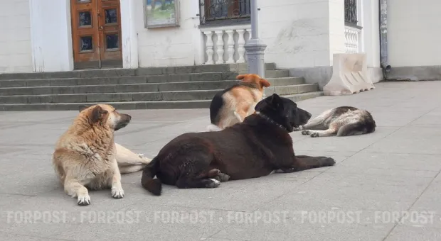 Новости Крыма - Власти Литвы могут начать отбирать деньги у белорусов из-за воздушных шаров