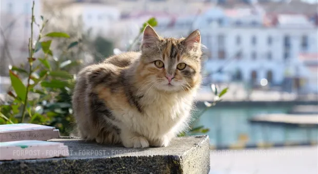 Новости Севастополя - Мосгордума предлагает установить новые памятные даты