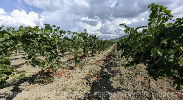 Новости Севастополя - Сколько веревочке не виться…