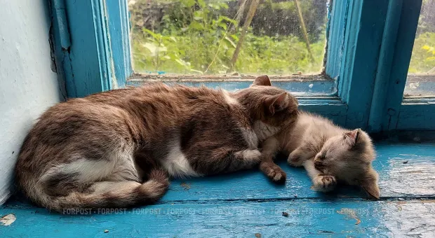 Новости Севастополя - Больше 400 спасённых: волонтёры Севастополя рассказали о двухлетней работе с собаками