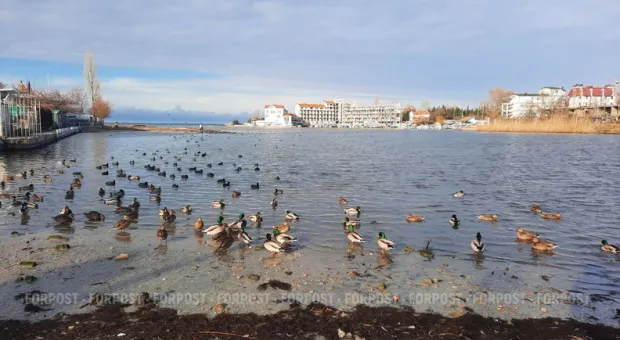 Новости Севастополя - В Севастополе создают интернет-телеканал