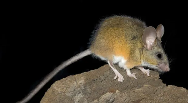 Мировые новости - Правительство России выделило транш для севастопольского ЖКХ