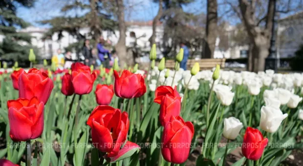 Новости Севастополя - Севастопольская СЭС информирует