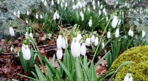 Новости Севастополя - Мусорные свалки в Севастополе уберут за деньги местных жителей